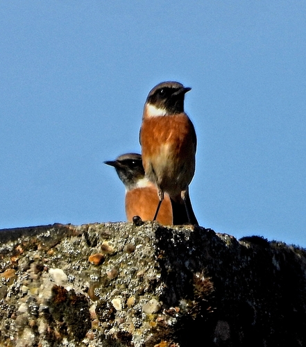European Stonechat