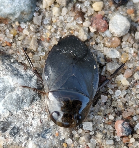 saucer bug