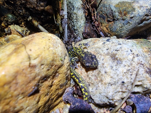 Korean Clawed Salamander