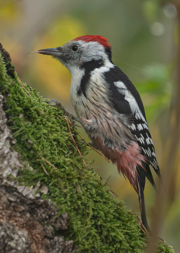 Middle Spotted Woodpecker