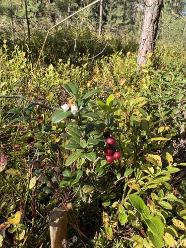 Lingonberry