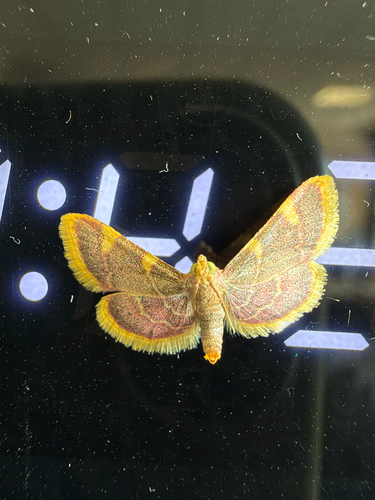 Clover Hayworm Moth