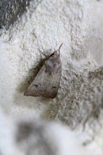Crescent Dart