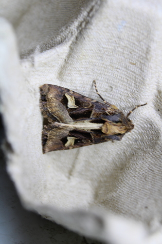 Flame Brocade