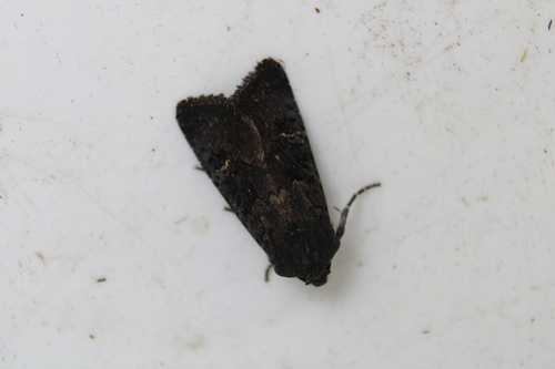 Black Rustic