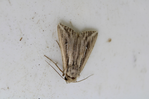 L-album Wainscot