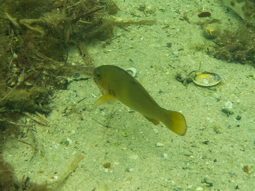 Western Blue Groper