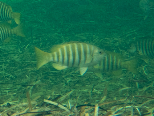 Zebrafish