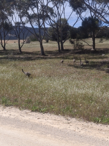 Emu