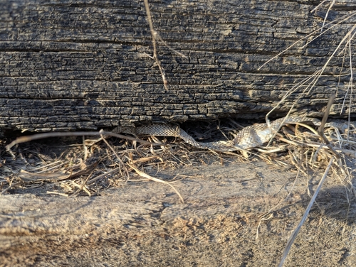 Green Whip Snake