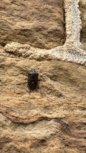 Mottled Stink Bug