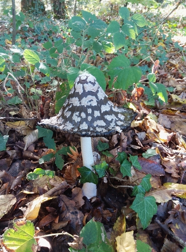 Magpie Inkcap