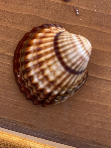 Rough Cockle