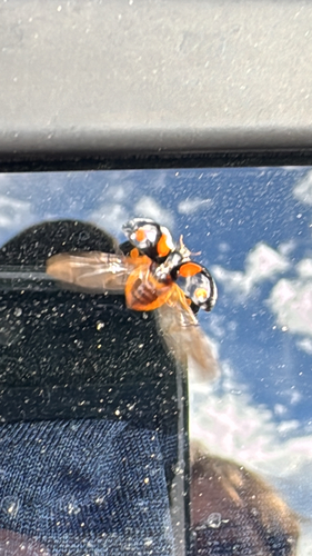 Asian Lady Beetle