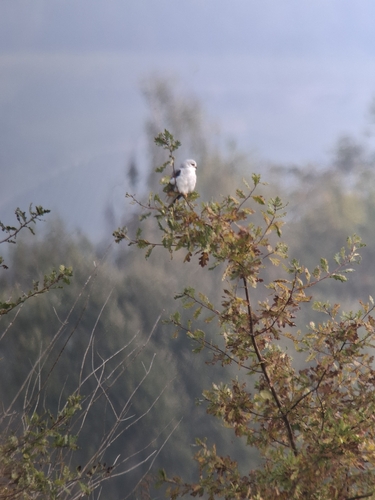 Black-winged Kite