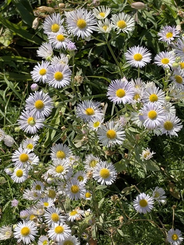 annual fleabane