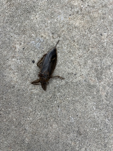 Uhler's Giant Water Bug