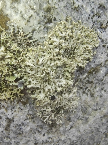 Fringed Rosette Lichen