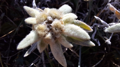 Alpine Edelweiss