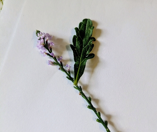 Common vervain