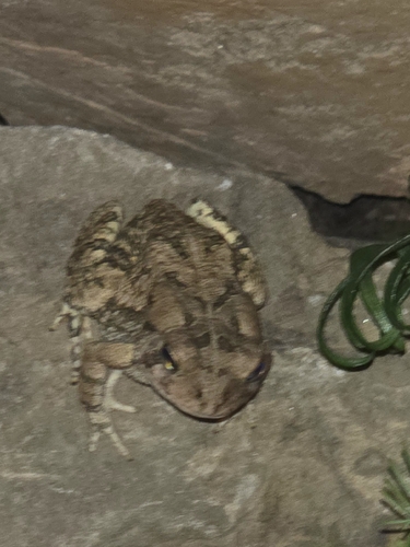 Fowler's Toad observed by tonyg