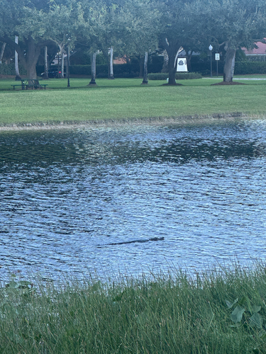American Alligator