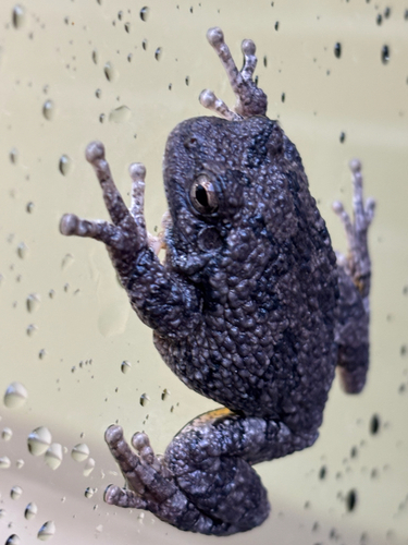 Gray Treefrog
