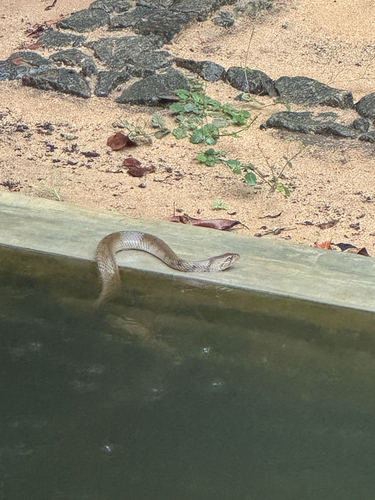 Tikiri Keelback