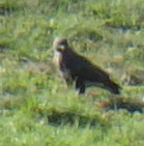 Common Buzzard