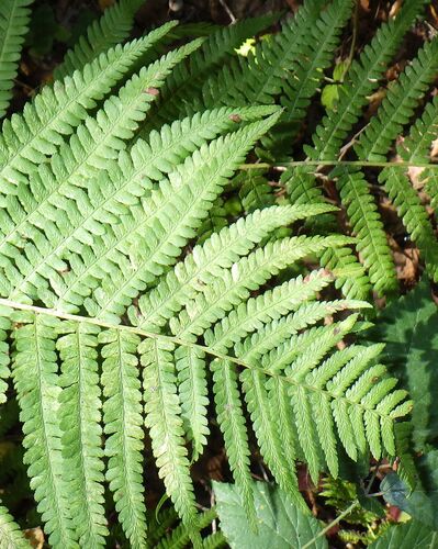 male fern