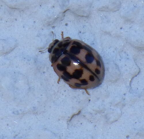 Oenopia conglobata conglobata