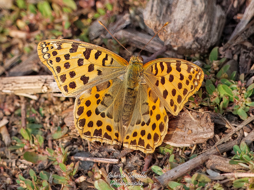 Queen of Spain Fritillary