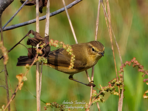 Common Chiffchaff