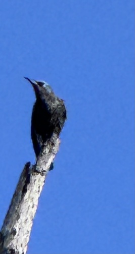 European Starling