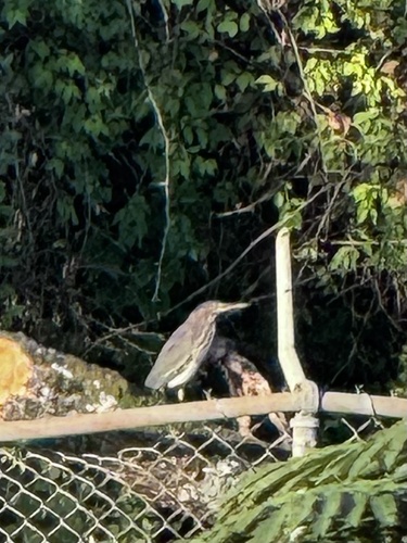 Green Heron