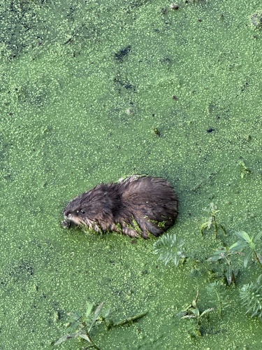 Muskrat