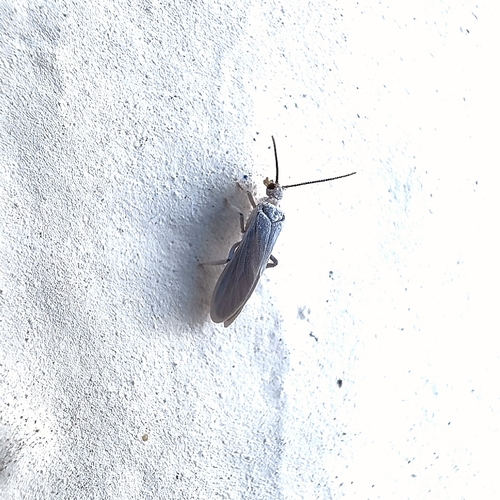 Semidalis