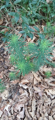 cypress spurge