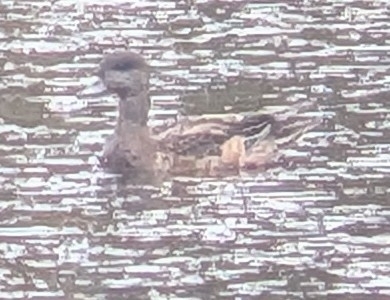 American Wigeon