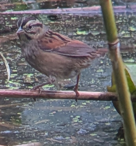 Swamp Sparrow
