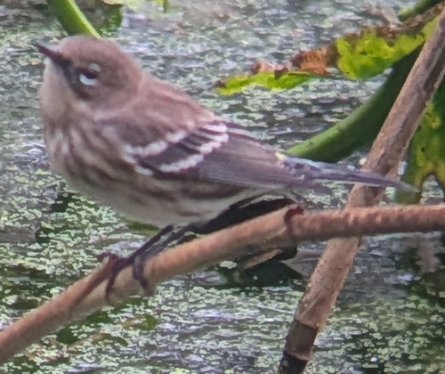 Yellow-rumped Warbler