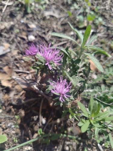 Jersey Knapweed