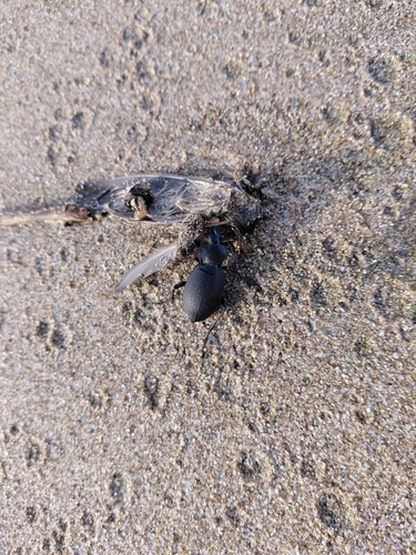 Leather Beetle