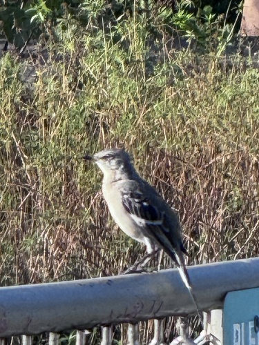 Northern Mockingbird