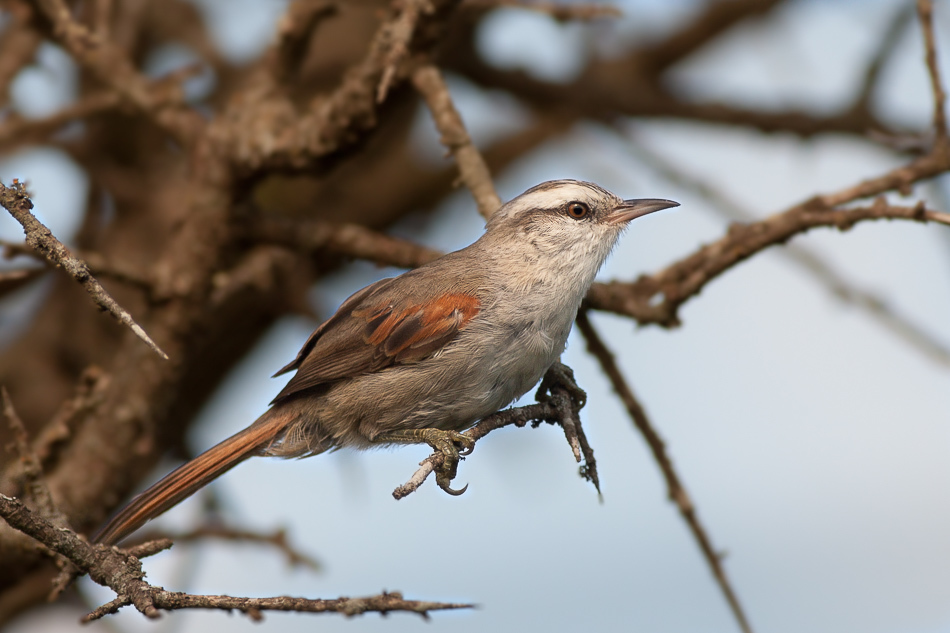 Stripe-crowned Spinetail photo