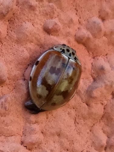Cream-streaked Ladybird