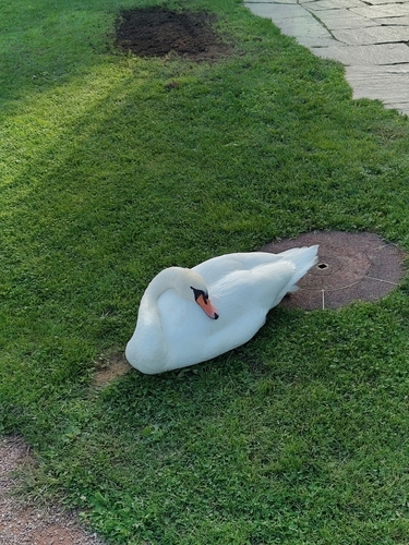 Mute Swan
