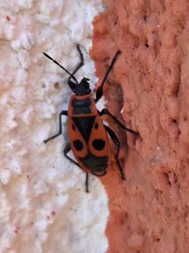 European Firebug