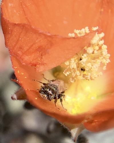 Macrotera arcuata