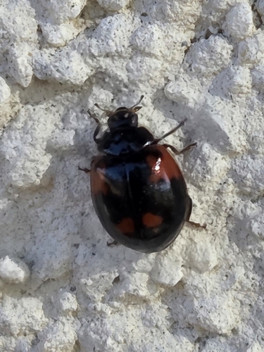 Two-spotted Lady Beetle
